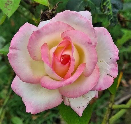 Bees Plant Hub Tricolour Rose Highly Fragrant Rare Live Plant
