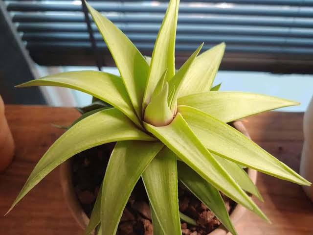 Bees Plant Hub Ubombo Haworthia Indoor / Outdoor Live Plant