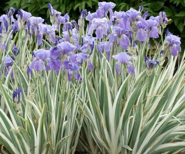 Bees Plant Hub Variegated Iris (Hungarian iris) Flowering Live Plant