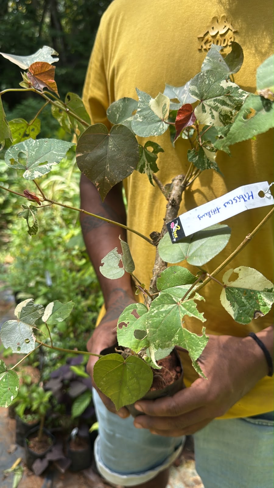 Bees Plant Hub Hibiscus tiliaceus (Sea Hibiscus) Flowering Live Plant with Varigated Leaves