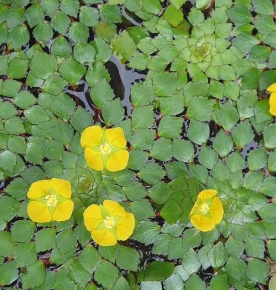 Bees Plant Hub Water Mosaic (Ludwigia sedioides) Live Plant - Pack of 2