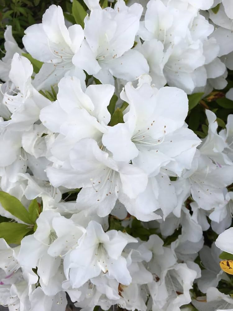 Bees Plant Hub White Azalea Ruffle (Rhododendron) Rare Flowering Live Plant