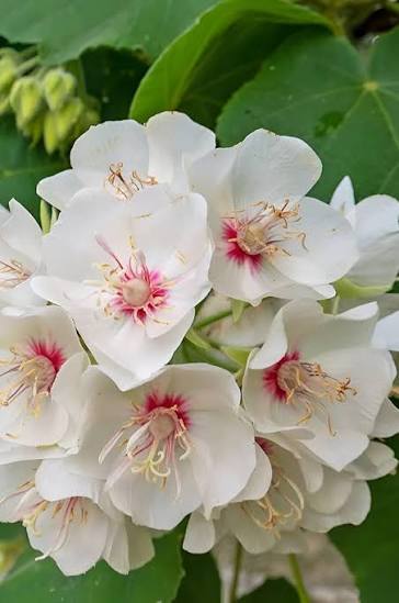 Bees Plant Hub White Dombeya (Dombeya Burgessiae) Flowering Live Plant