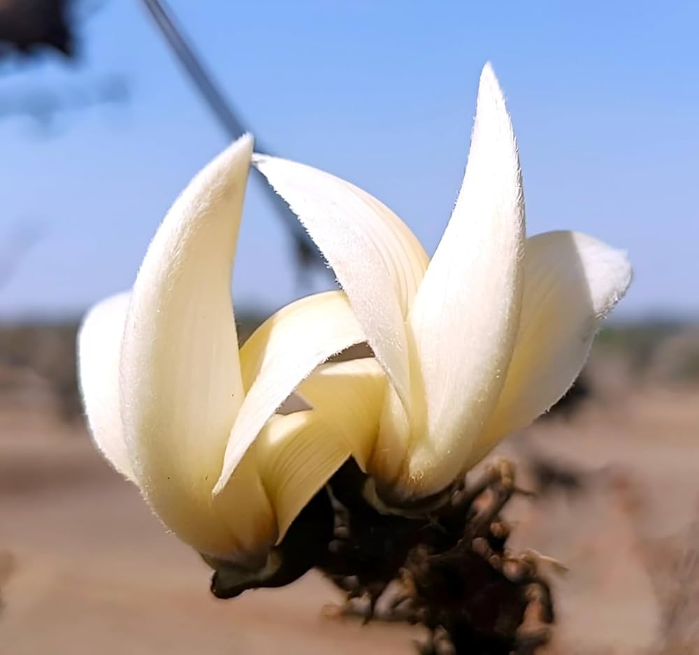 Bees Plant Hub White Palash (Butea Monosperma) Layered Live Plant