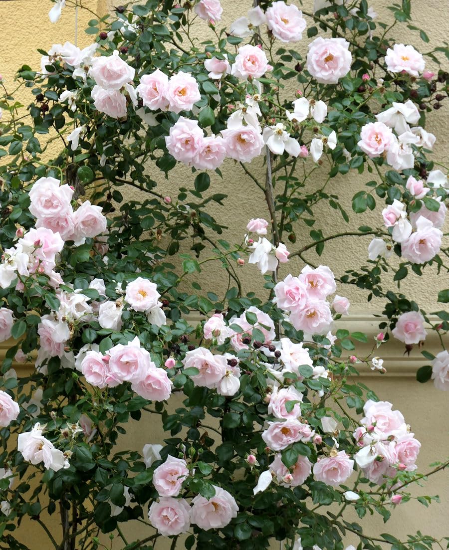 Bees Plant Hub White Button Rose Live Plant