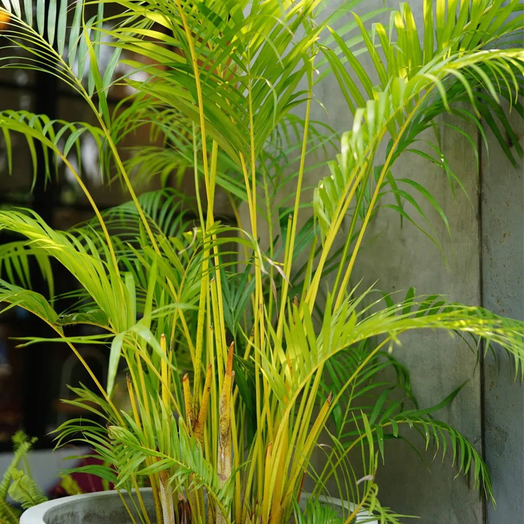 Bees Plant Hub Yellow Butterfly Palm (Dypsis lutescens) Indoor / Outdoor Live Plant