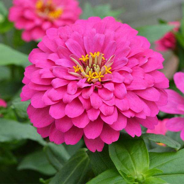 Bees Plant Hub Zinnia Pink Flowering Live Plant