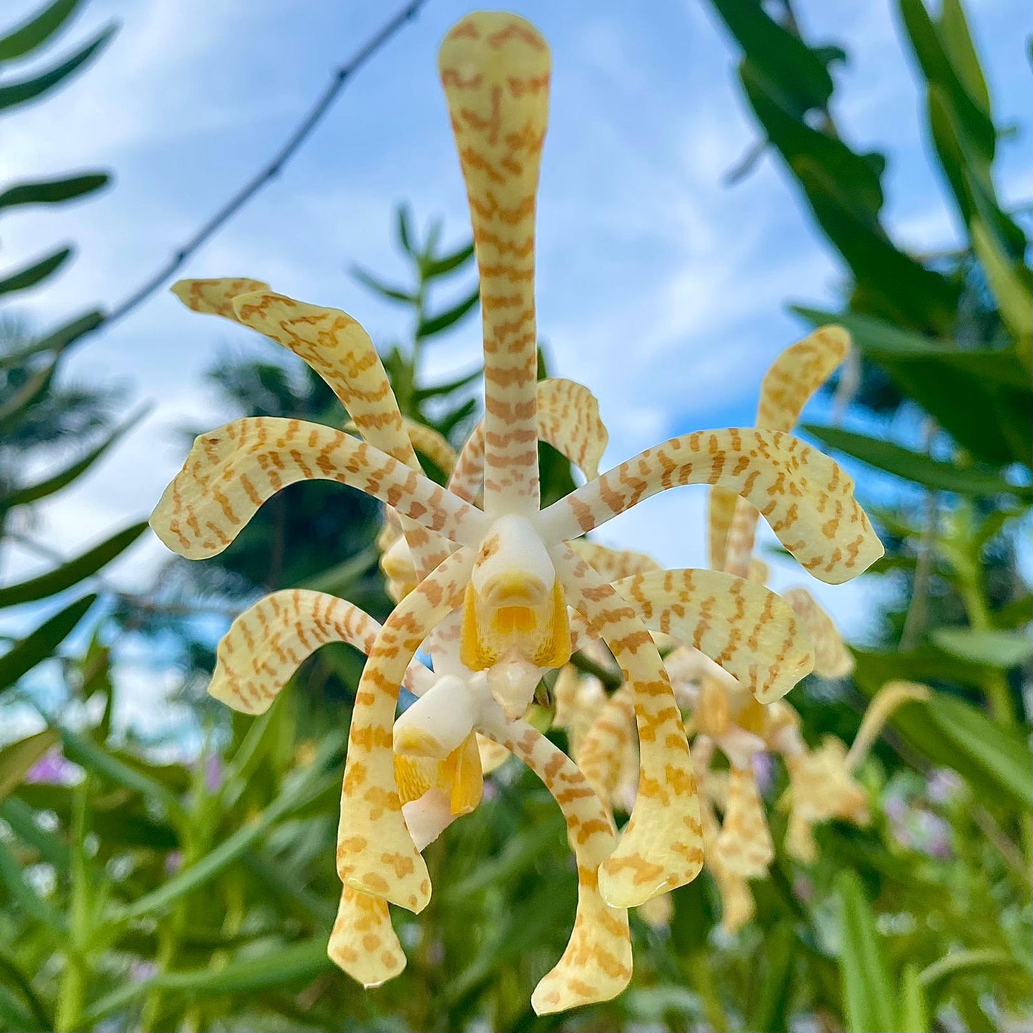 Arachnis Maggie Oei 'Yellow Ribbon' Orchid Live Plant