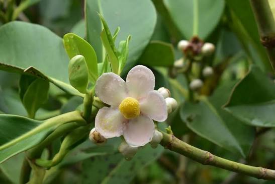 Bees Plant Hub Autograph (Clusia rosea) Flowering Live Plant