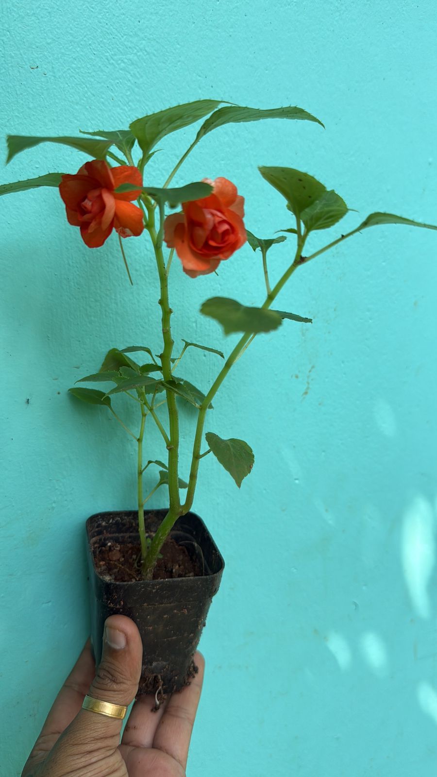 Multipetal orange balsam / impatient orange multipetal Rare All Time Flowering Live Plant