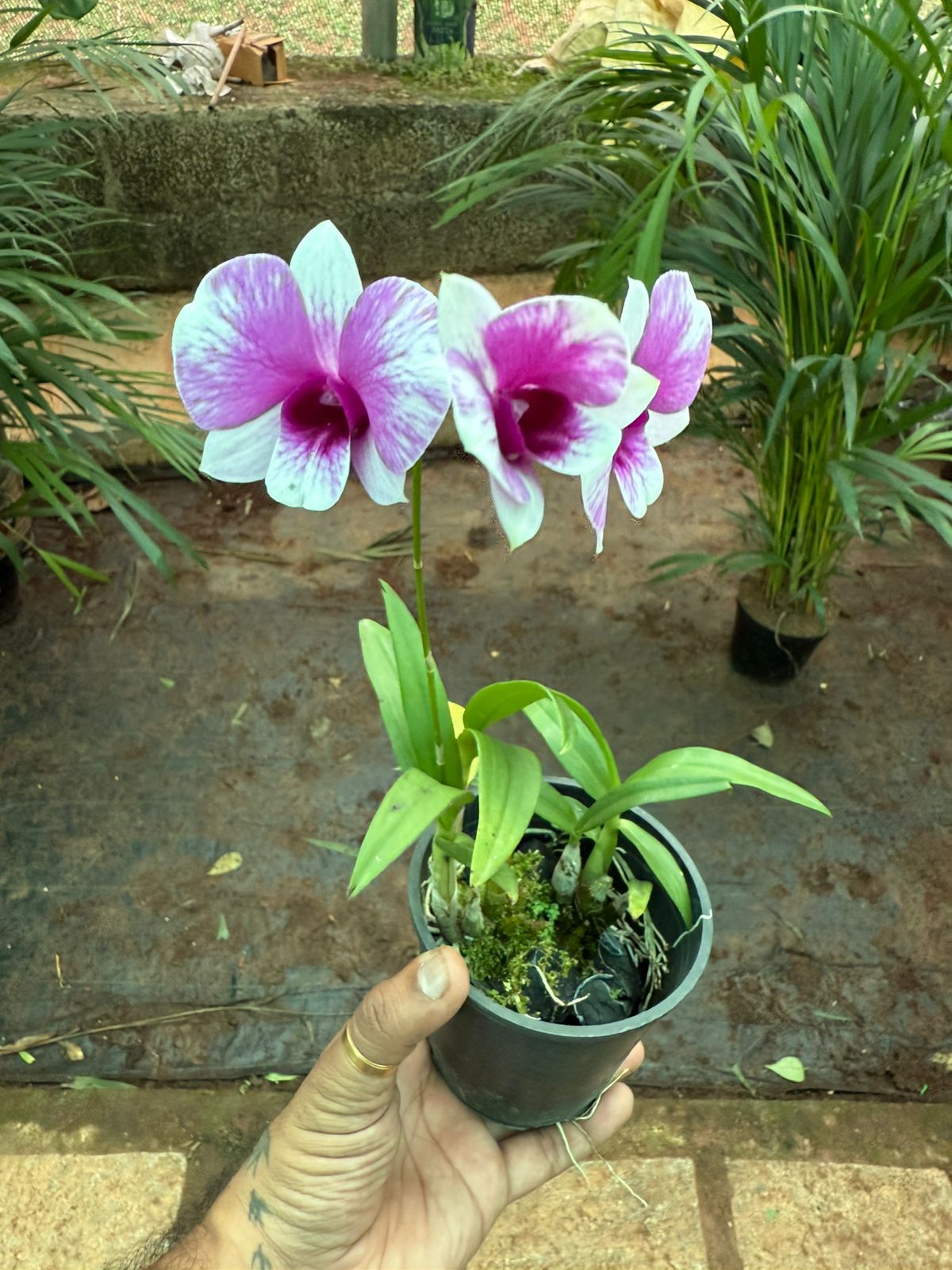 Dendrobium Yaya Compactum orchids with flower