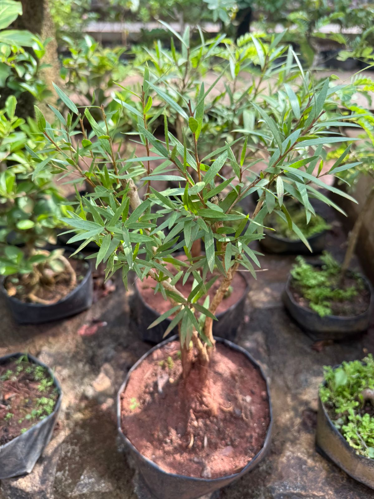 Bottlebrush Bonsai Live Plant