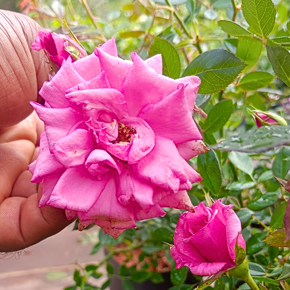 Bees Plant Hub Pink Rose Grafted Live Plant