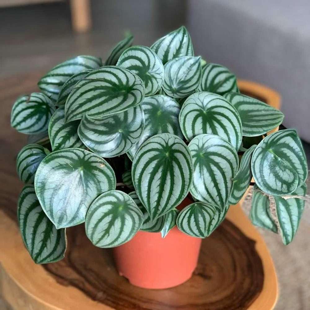 Bees Plant Hub Watermelon Peperomia Indoor / Outdoor Live Plant