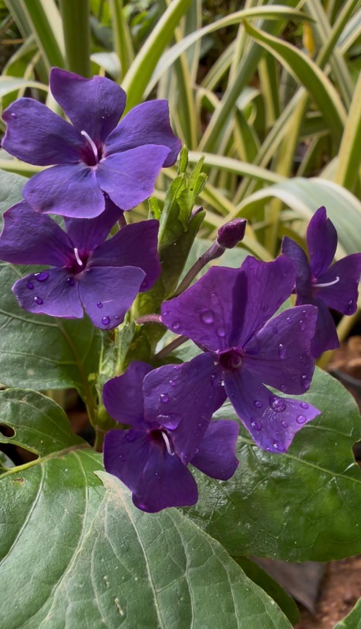 Eranthemum Wattii Very Rare and Exotic Live Plant