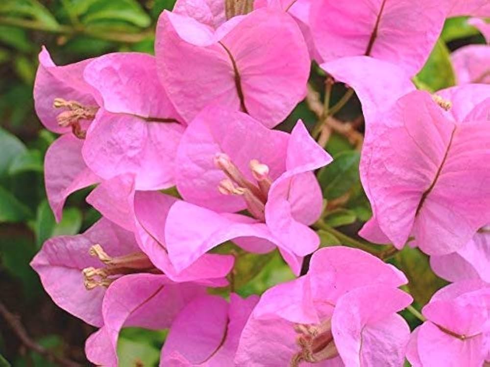 Bees Plant Hub Hanging Bougainvillea Purple (Paper Flower) Flowering Live Plant