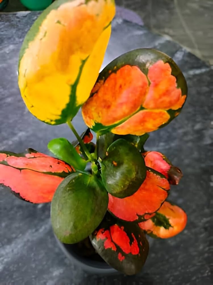 Bees Plant Hub Croton Apple (Codiaeum variegatum) Indoor / Outdoor Live Plant