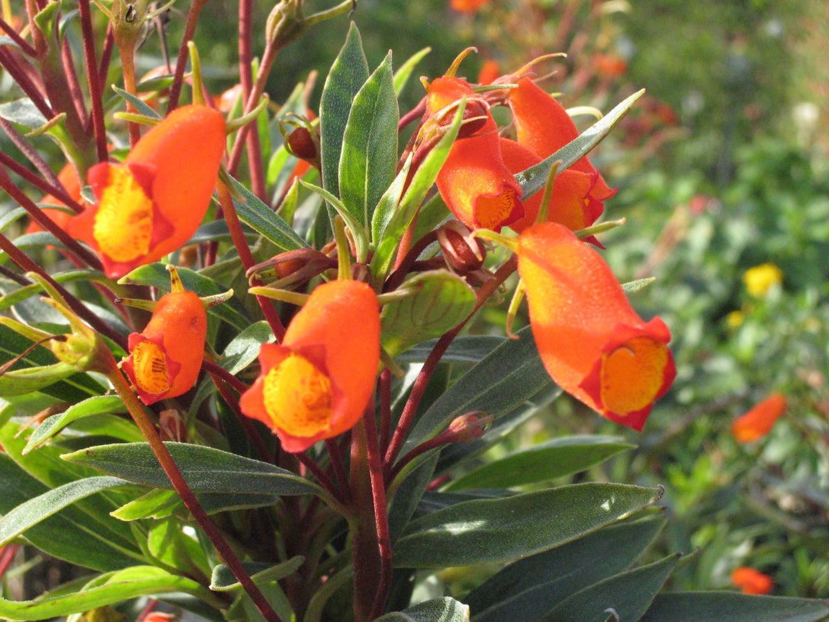 Bees Plant Hub Bolivian Sunset (Seemannia sylvatica) Rare Flowering Live Plant