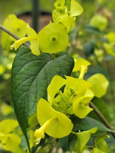 Bees Plant Hub Yellow Chinese Hat (Holmskioldia) All Time Flowering Live Plant