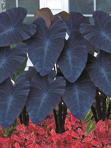 Bees Plant Hub Colocasia Violet Indoor/Outdoor Live Plant