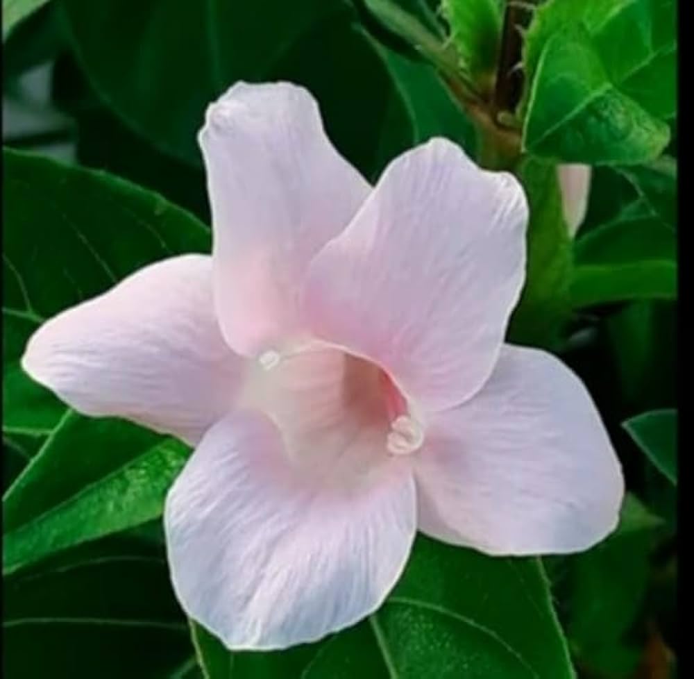 Bees Plant Hub December Flower Baby Pink (Barleria cristata) All Time Flowering Live Plant