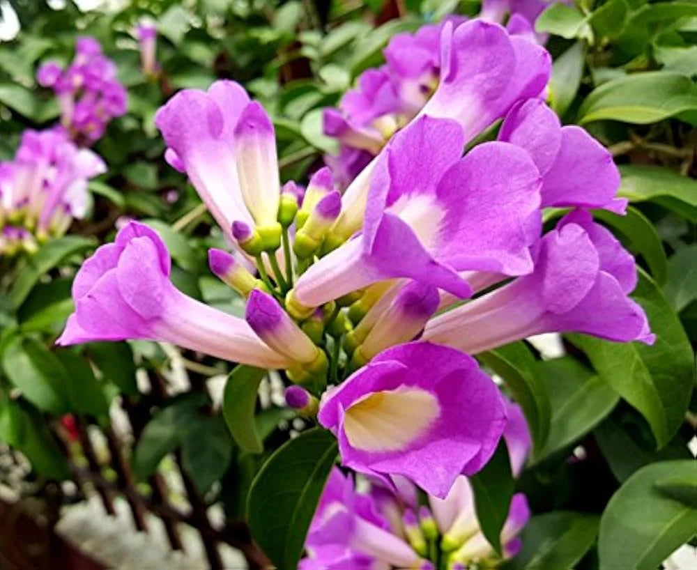 Bees Plant Hub Garlic Vine (Mansoa Alliacea) Creeper/Climber Flowering Live Plant