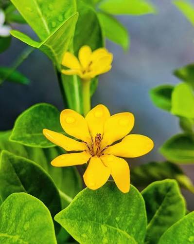Bees Plant Hub Golden Gardenia/Gandharaj Yellow Highly Fragrant All Time Flowering Live Plant