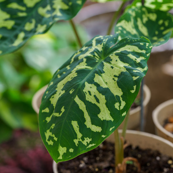 Bees Plant Hub Alocasia Hilo Beauty (Caladium praetermissum) Indoor / Outdoor Live Plant