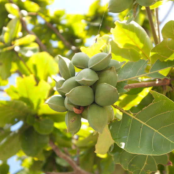 Bees Plant Hub Indian Almond / Badam (Terminalia catappa) Fruit Live Plant