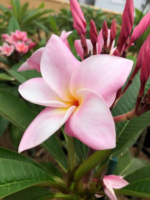 Bees Plant Hub Thailand Plumeria (Frangipani) All Time Flowering Live Plant