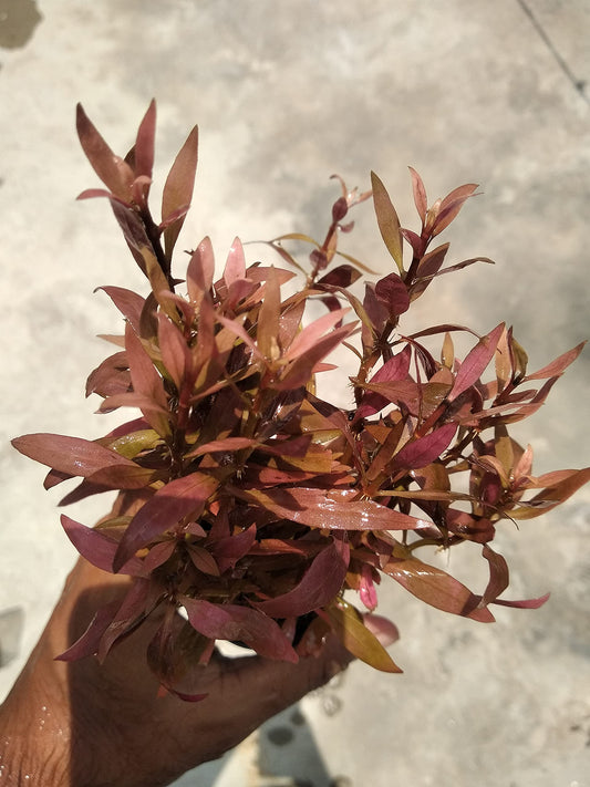 Bees Plant Hub Alternanthera Reineckii Aquarium Live Plant