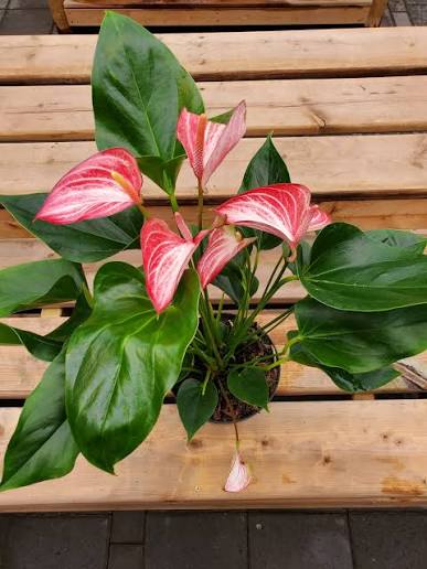 Bees Plant Hub Dwarf Anthurium Livium Indoor/Outdoor Live Plant