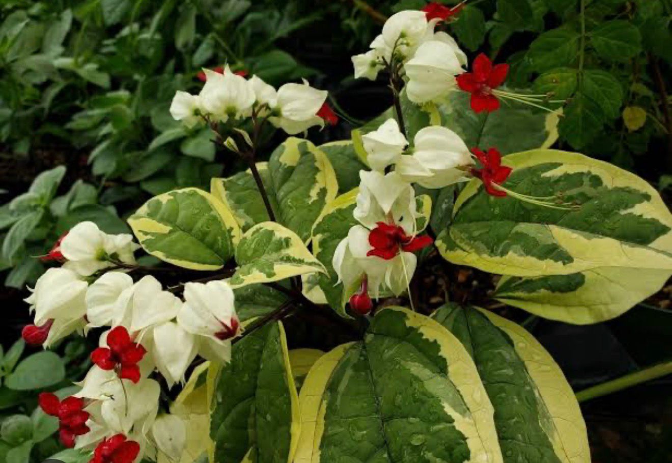 Bees Plant Hub Varigated Bleeding-Heart Vine White (Clerodendrum Thomsoniae variegata) Flowering Live Plant