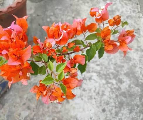 Bees Plant Hub Bougainvillea Orange Creeper (Paper Flower) Flowering Live Plant