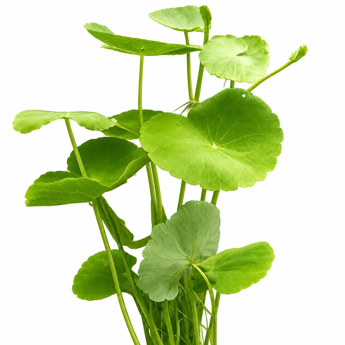 Bees Plant Hub Brazilian Pennywort (hydrocotyle leucocephala) Aquarium Live Plant