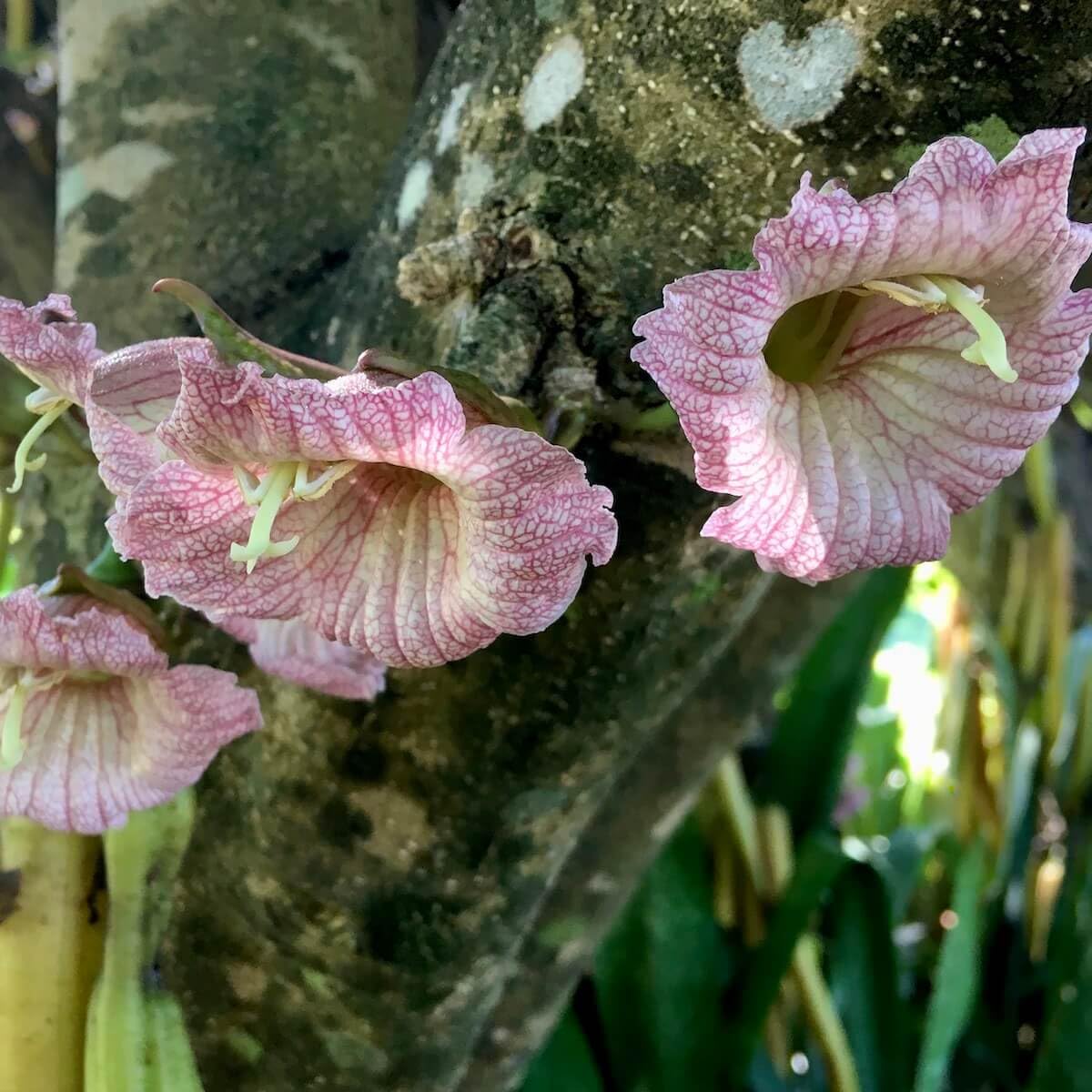 Candle fruit / Parmentiera edulis Rare Fruit Live Plant