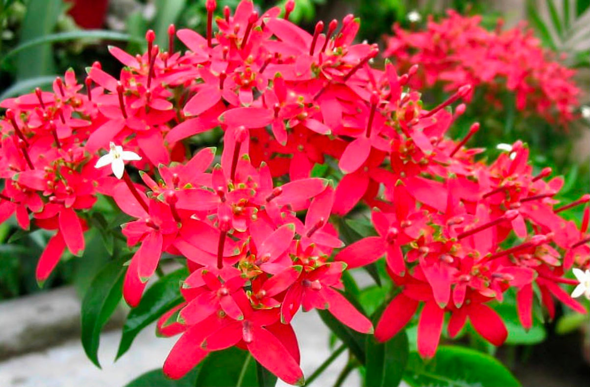 Bees Plant Hub Carphalea Kirondron /Flaming beauty Live flowering Plant