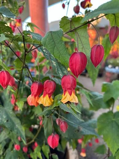 Bees Plant Hub Chinese Lantern (Abutilon megapotamicum) Rare Flowering Live Plant