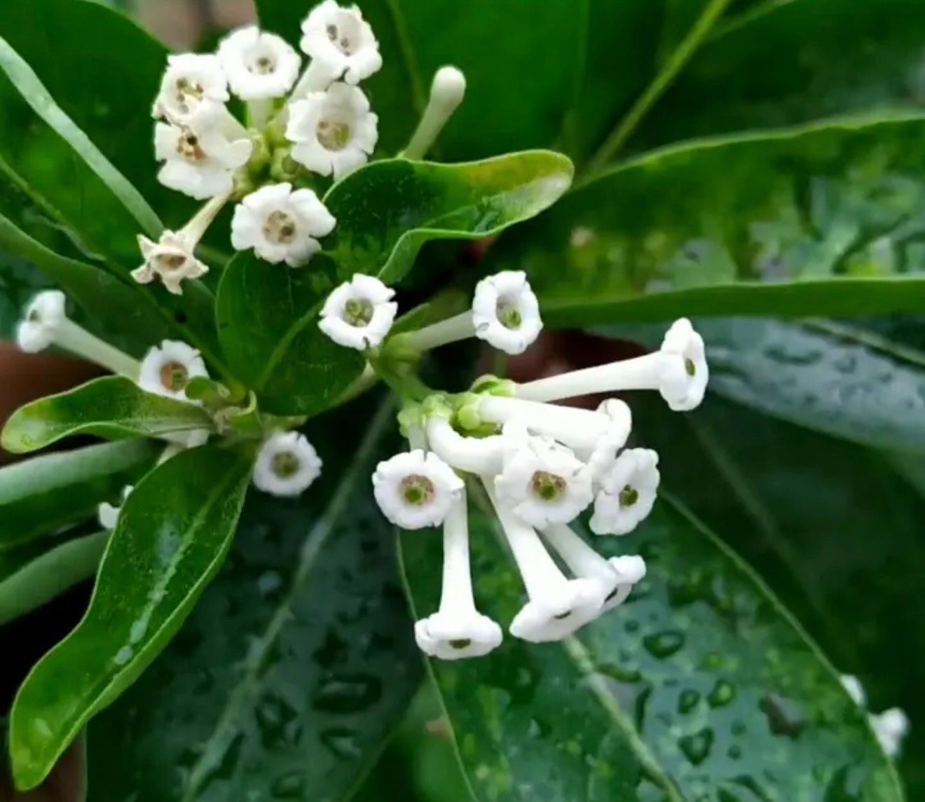 Bees Plant Hub Day Queen Jasmine White / Din ka Raja (Cestrum diurnum) Flowering Live Plant
