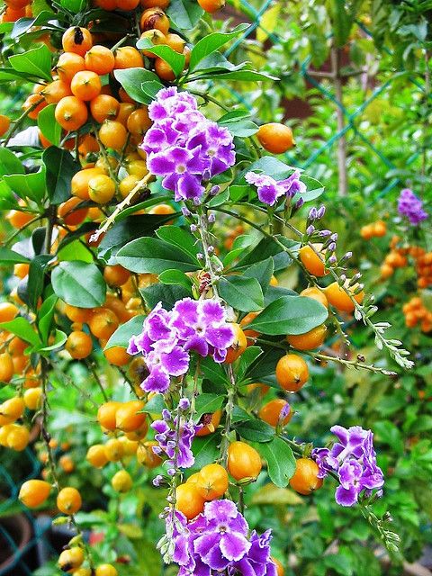 Bees Plant Hub Duranta Erecta Purple Flower with Green Leaves Ornamental Live Plant