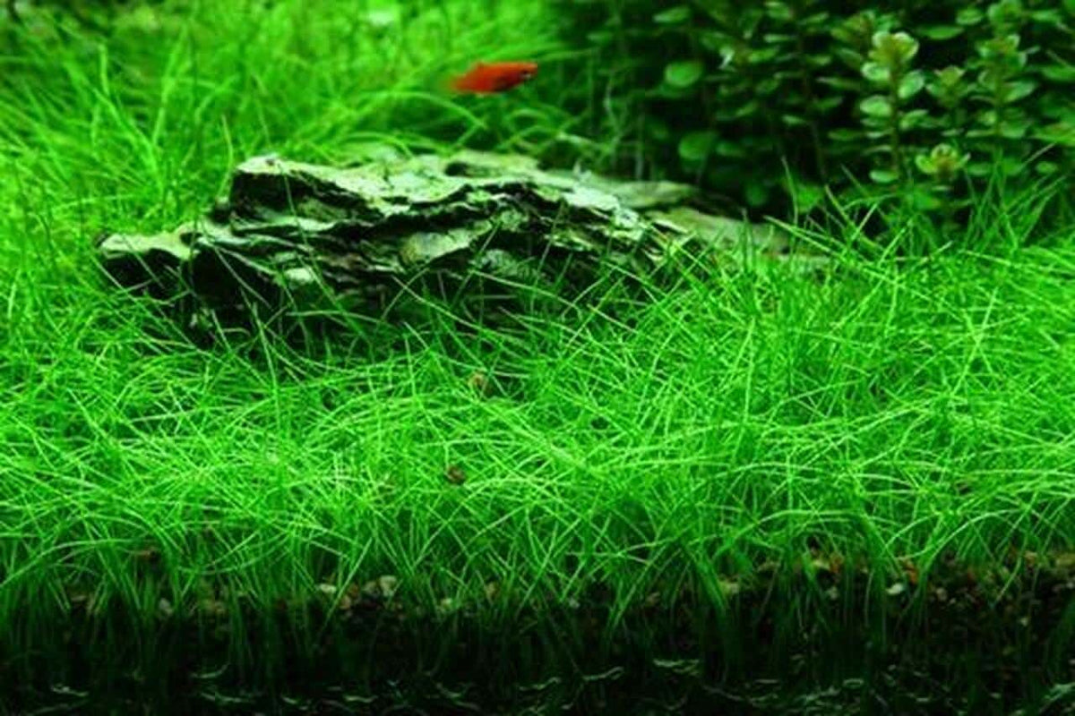 Bees Plant Hub Dwarf Hair Grass Tissue Culture Cup (Eleocharis Parvula) Aquarium Live Plant