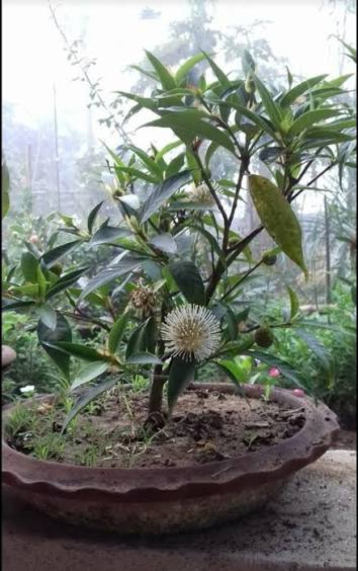 Bees Plant Hub Kadamb Flowering Plants Combo
