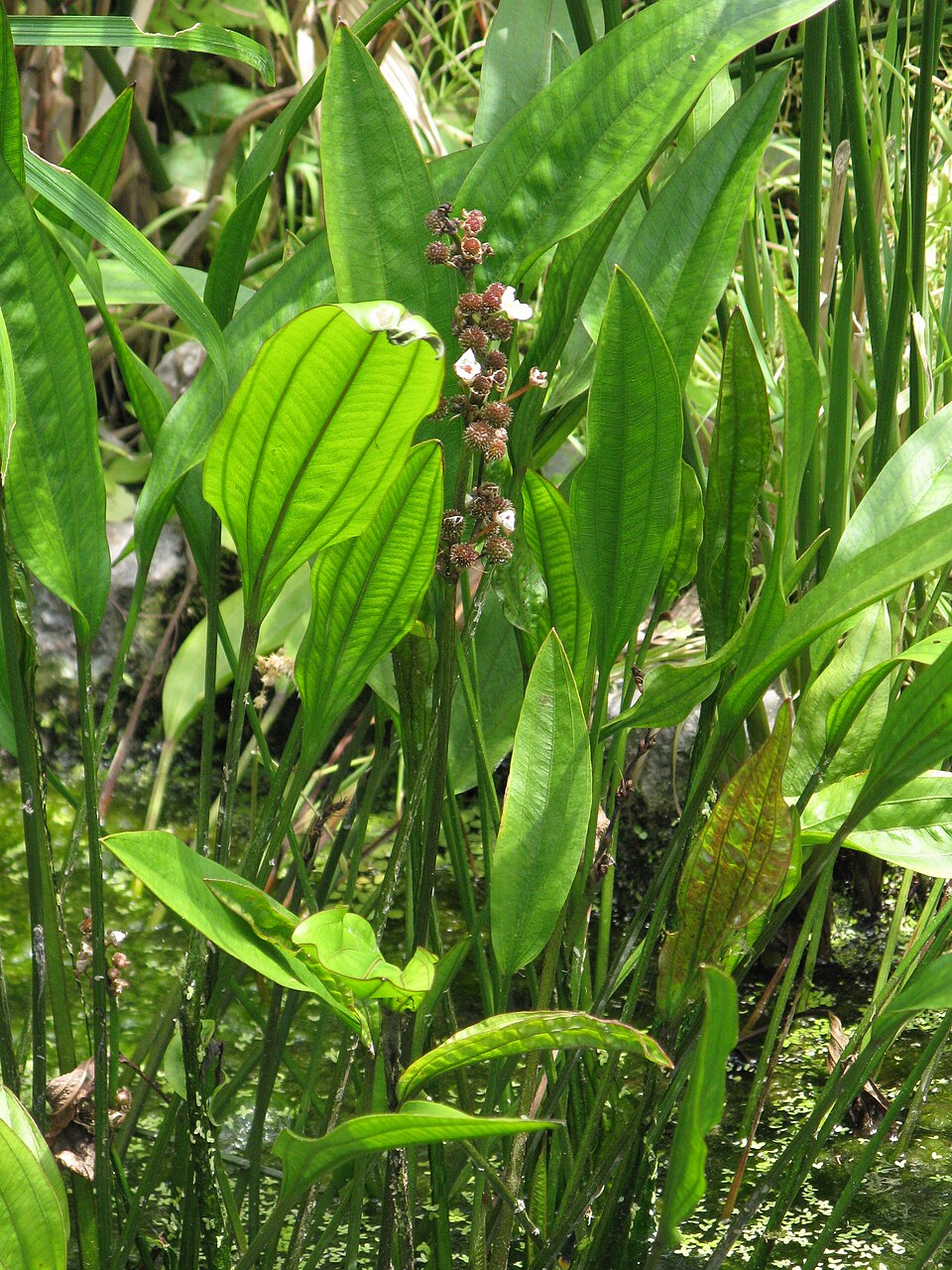 Bees Plant Hub Echinodorus Argentine Aquarium Live Plant