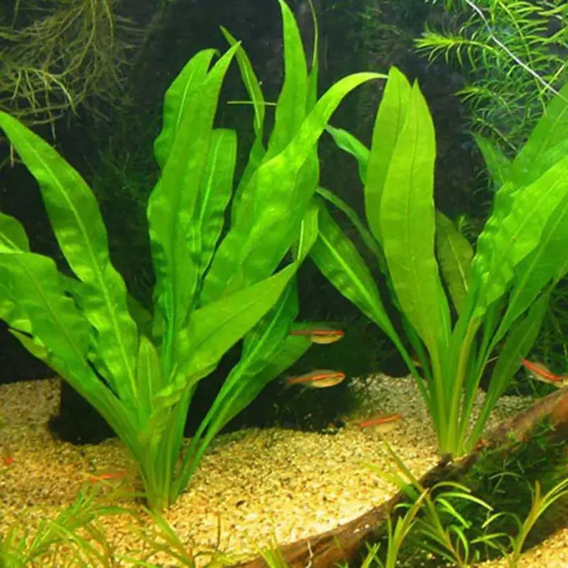 Bees Plant Hub Echinodorus Wild Grass Aquarium Live Plant