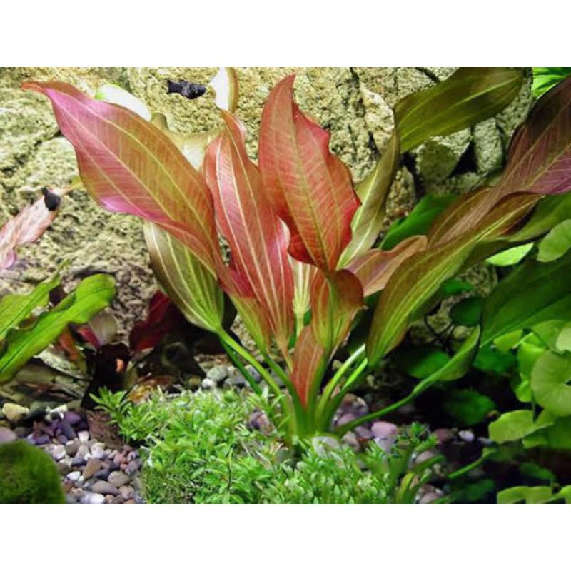 Bees Plant Hub Echinodorus Rose Aquarium Live Plant