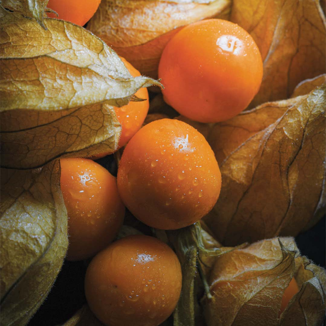 Bees Plant Hub Golden Berry / Cape Gooseberry (Physalis peruviana) Rare Fruit Live Plant