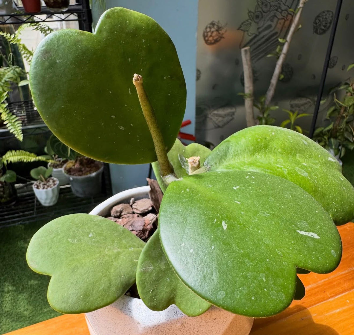 Bees Plant Hub Hoya Kerrii / Heart Shape Leaf Hoya Rare Flowering Plant