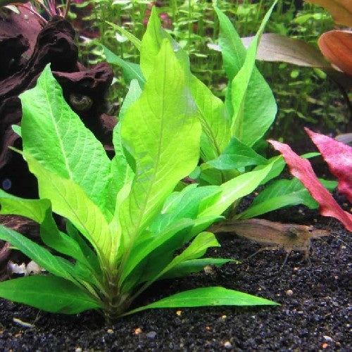 Bees Plant Hub Hygrophila Corymbosa Compacta Aquarium Live Plant