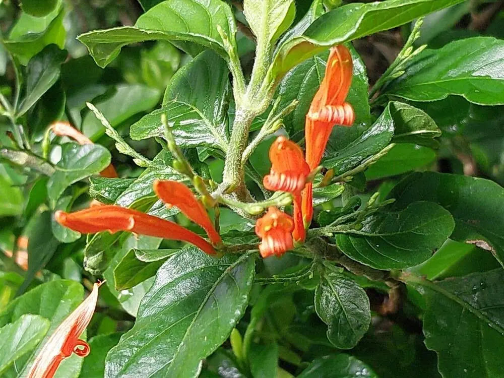 Bees Plant Hub Water-Willow (Justicia leonardii) Rare All Time Flowering Live Plant