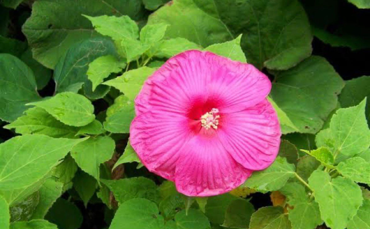 Bees Plant Hub Hibiscus Moscheutos Luna Rose Flowering Live Plant